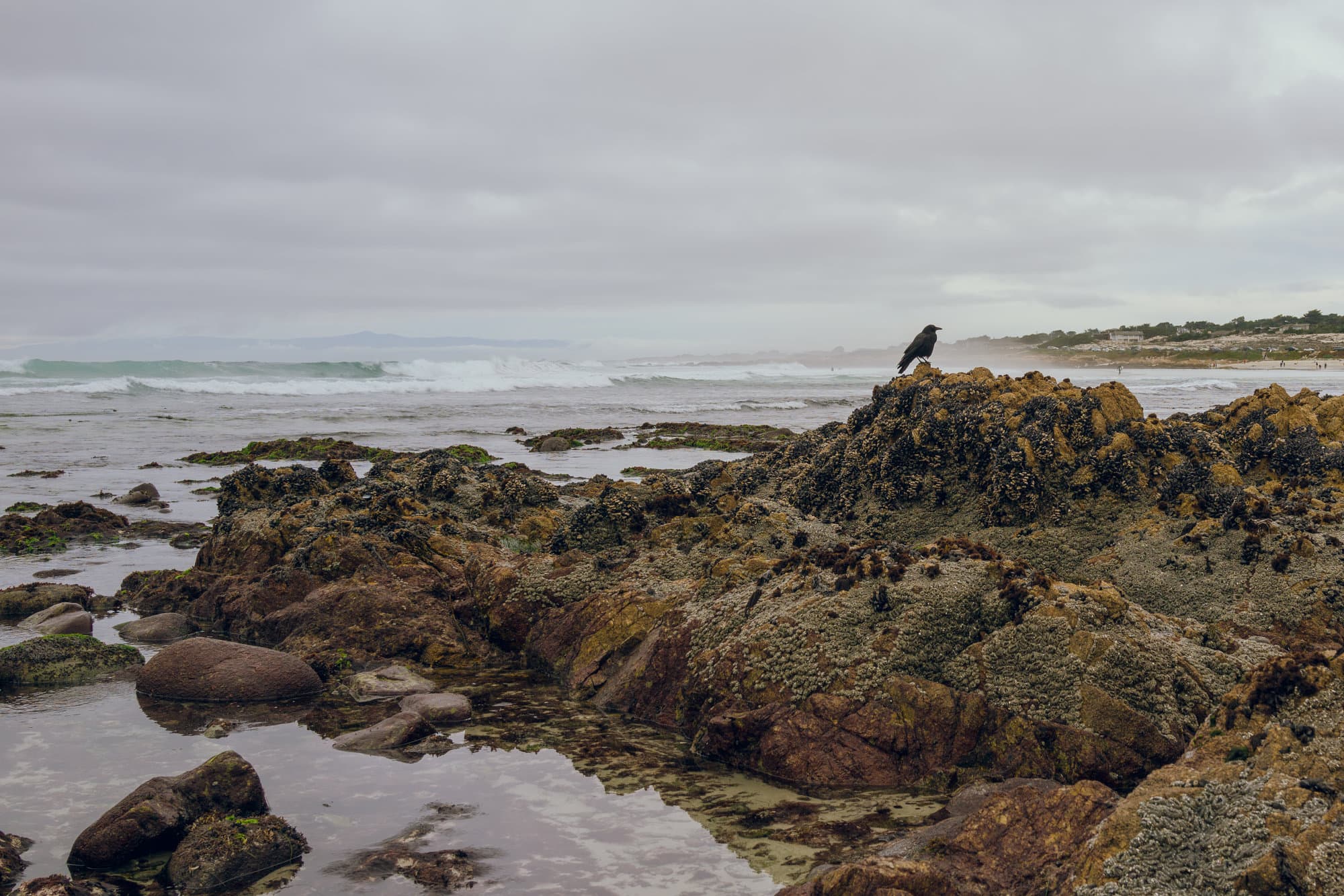 Carmel & Monterey photo DSC08158